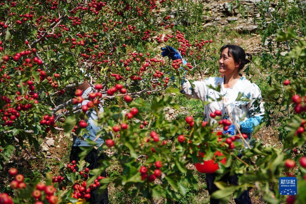 澳门白菜跳槽金活动