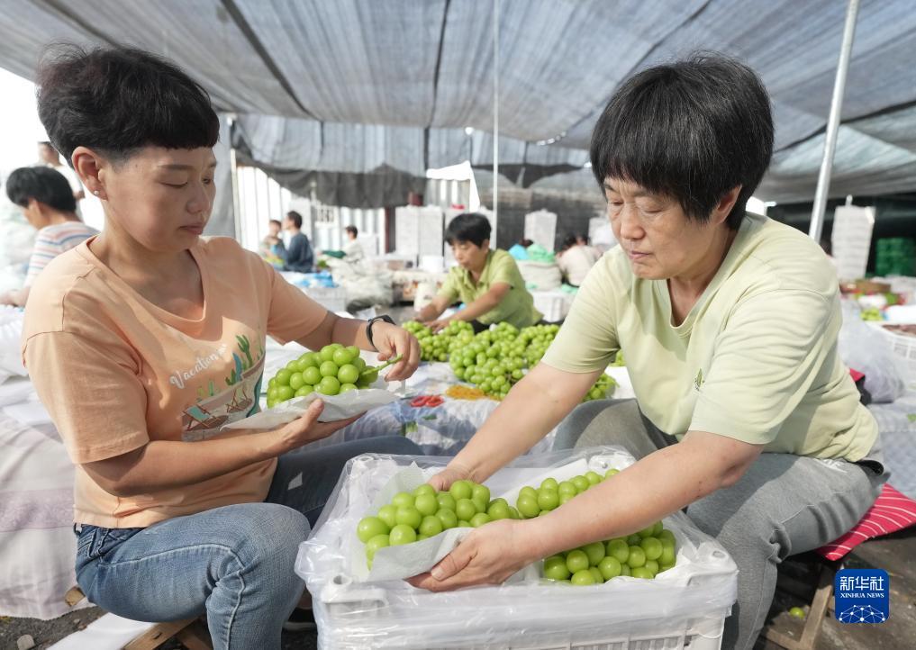 平博网站是什么